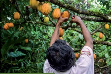Amazon Cocoa