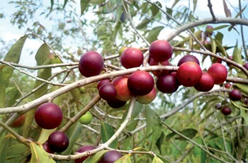 Fruto de camu camu