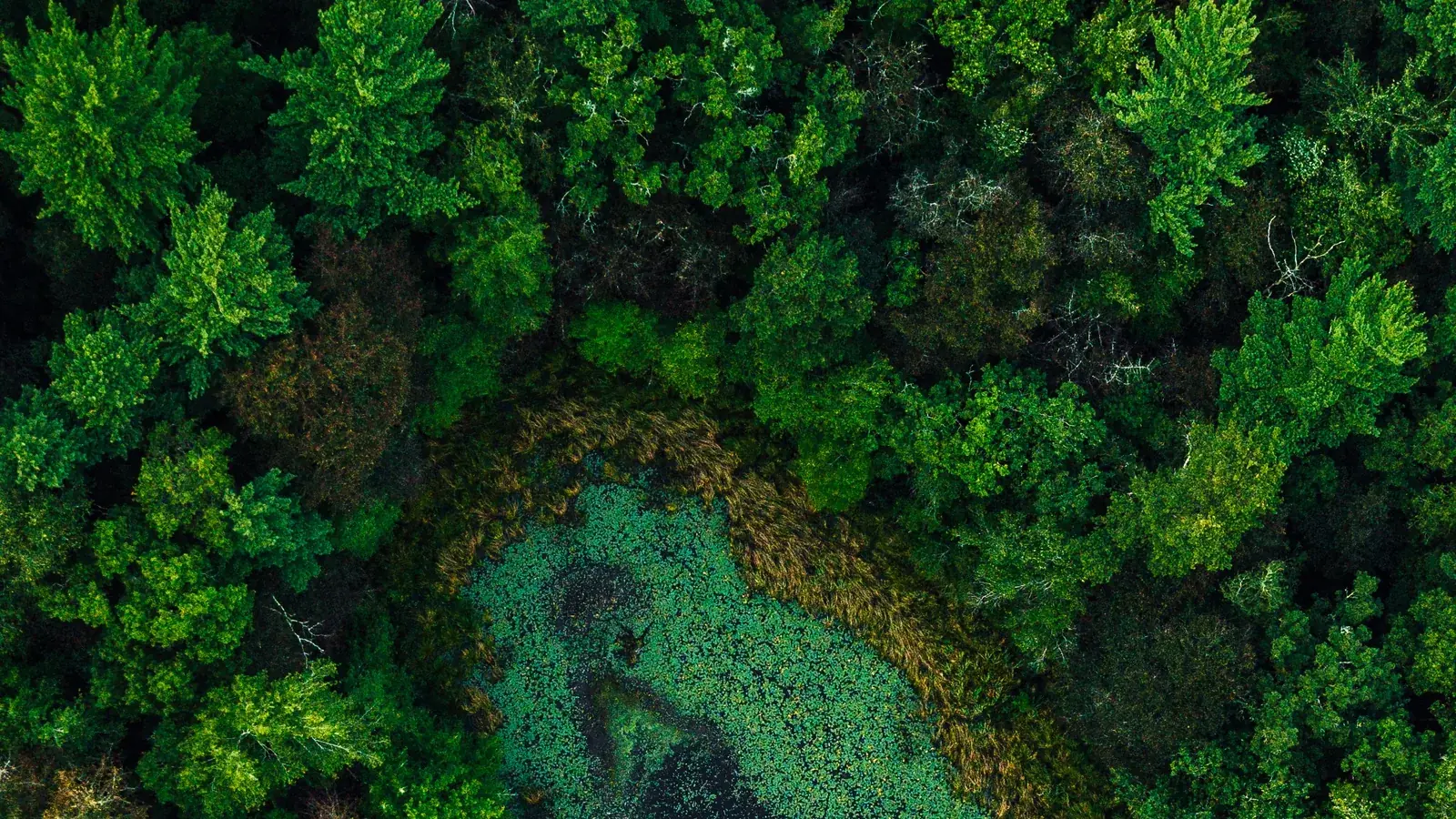 Bosque amazónico desde el aire